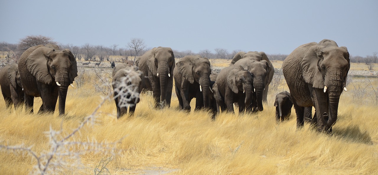 elephant-4013024_1280