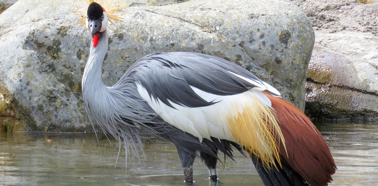 grey-crowned-crane